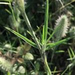 Trifolium angustifolium Feuille