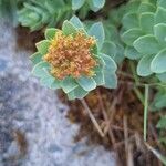 Rhodiola rosea Flower