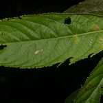 Casearia standleyana Leaf