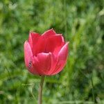 Tulipa montisandrei Blomst