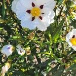 Cistus ladaniferBlomst