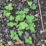 Potentilla indicaLeaf