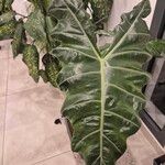 Alocasia longiloba Blad