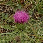 Cirsium acaulon फूल