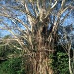 Ficus virens Feuille