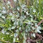 Rumex induratus পাতা