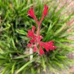 Anigozanthos flavidusFlower