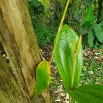 Miconia bicolor برگ