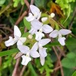 Ponthieva mandonii Flower