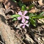 Silene caroliniana Flower