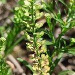 Lepidium densiflorum Frukto