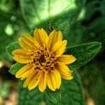 Sphagneticola trilobata Flower