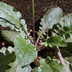 Youngia japonica Leaf