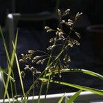 Anthoxanthum nitens Цветок