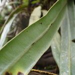 Elaphoglossum herminieri Leaf