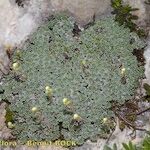 Saxifraga squarrosa عادت