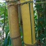Bambusa vulgaris Кора