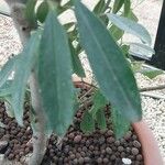 Ilex paraguariensis Leht