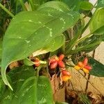 Aglaonema marantifolium Blatt