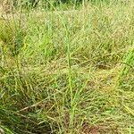 Tragopogon porrifolius 整株植物