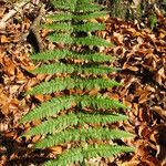 Dryopteris remota Hoja