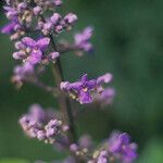 Cornutia pyramidata Flower