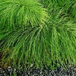 Equisetum sylvaticum Leaf