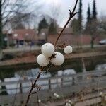 Symphoricarpos albus 果實