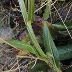 Crepis conyzifolia Bark