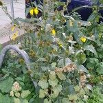 Rudbeckia nitida Hábito
