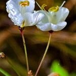 Libertia chilensis Blomst