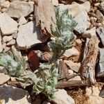 Bombycilaena erecta Bark