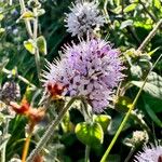 Mentha aquaticaFlower