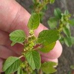 Amaranthus albus 葉