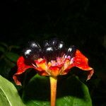 Psychotria elata Цвят