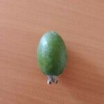 Feijoa sellowianaFruto