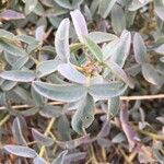 Adenocarpus anagyrifolius Hoja