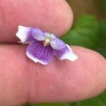 Viola hederacea Квітка