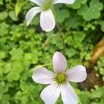 Oxalis violacea花