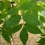 Fraxinus latifolia Leaf