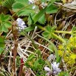 Polygala amarella Hábito