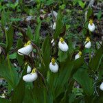 Cypripedium montanum Habit