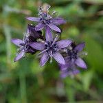 Swertia perennis Flower