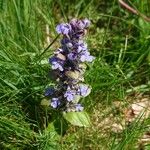 Ajuga reptansFlower