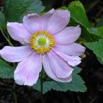 Eriocapitella hupehensis Blomma