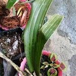 Coelogyne pallida Feuille