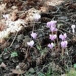 Cyclamen hederifolium 整株植物