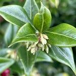 Sarcococca confusaBlomst