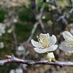 Prunus spinosa Flower