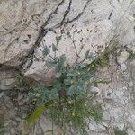 Senecio mohavensis Otro